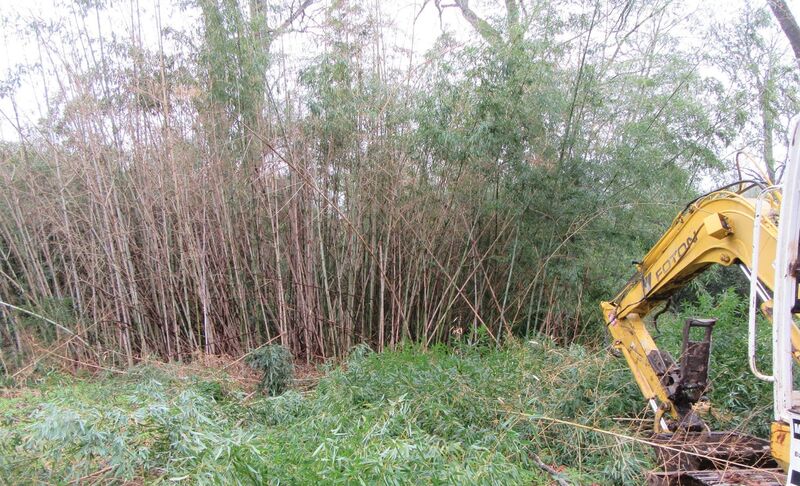 Excavator pushing into a dense bamboo stand on a residential lot
